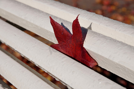 秋天梧桐树摄影照片_一片秋天的红叶