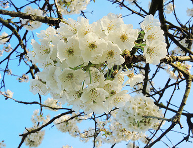 白花开。