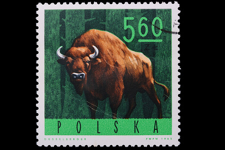 波兰 - CIRCA 1965：邮票野牛