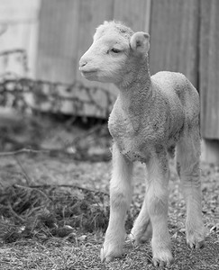 农场里可爱的小羊