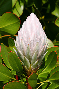 淡粉色 Protea Cynaroides