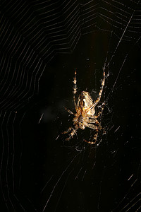结网蜘蛛摄影照片_欧洲花园蜘蛛 (Araneus diadematus)