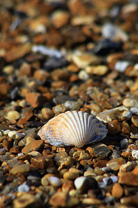 几何海摄影照片_海滩上的贝壳