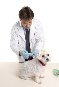 兽医给狗注射药物