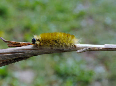 黄色动物摄影照片_毛茸茸的黄色毛毛虫