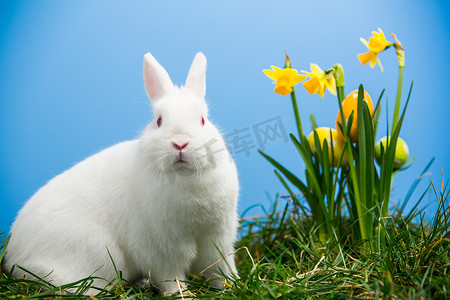 坐在黄水仙旁边的白色蓬松兔宝宝用复活节彩蛋