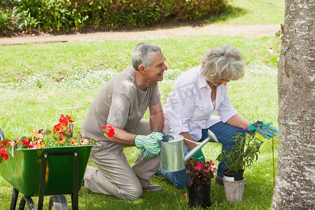 成熟的夫妇在草坪上浇灌幼苗