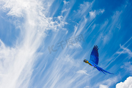 飞行中的野鸟给予自由概念反对生动的蓝色 sk