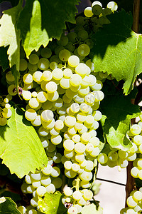 酒业摄影照片_法国普瓦图夏朗德省 Jarnac 的白葡萄
