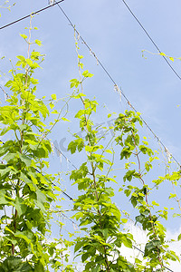 西洲蜜瓜摄影照片_啤酒花花园，捷克共和国