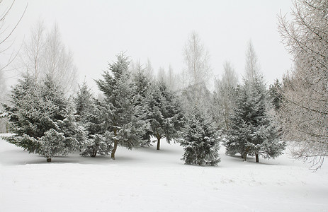 对于白霜中的树木