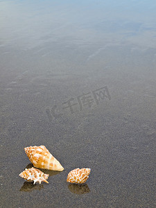 海螺与还行摄影照片_湿沙滩上的扇贝和海螺壳