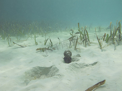 水下藻类摄影照片_海蜗牛