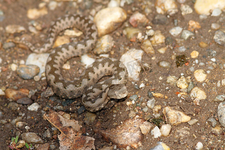 砾石上的小蝰蛇