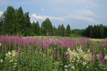 Central Fin 的野生羽扇豆草甸、白桦林和针叶林