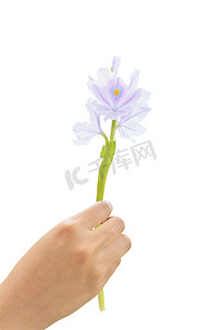 手拿着水葫芦 (Eichhornia crassipes) 花