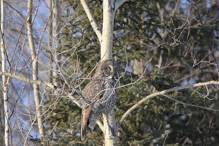 加拿大树上的大灰猫头鹰