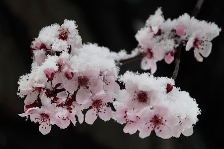 粉红色的冬樱花在雪中绽放