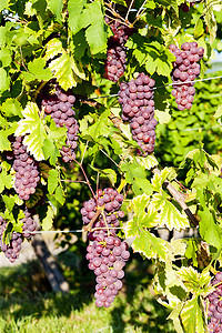 酒业摄影照片_法国阿尔萨斯葡萄园 (gewurztraminer) 中的葡萄树