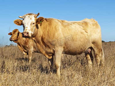 农场冬天摄影照片_澳大利亚肉牛在干燥的冬季牧场