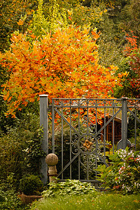 有铁门的秋天树