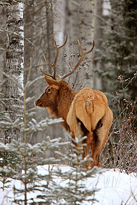 圣诞节麋鹿摄影照片_加拿大冬季的麋鹿