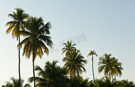 落山的太阳摄影照片_太阳落山灯棕榈树