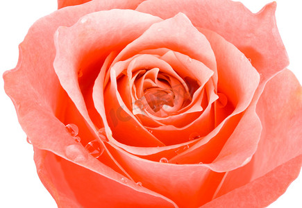 特殊的情人节摄影照片_孤立的特写玫瑰花