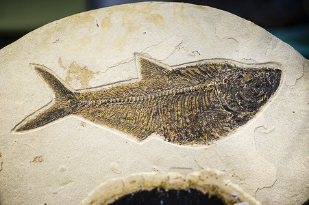 鱼化石，已灭绝的物种印刷品