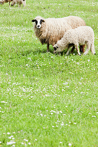 羊和草摄影照片_羊和羊羔，波斯尼亚和黑塞哥维那