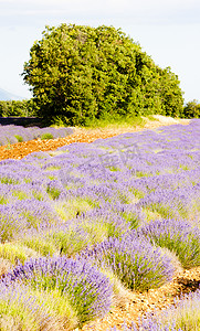 法国风景摄影照片_有树的薰衣草田，法国普罗旺斯