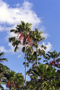 热带棕榈树。