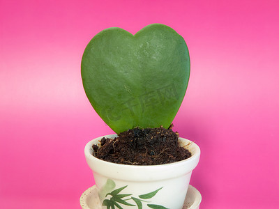 照顾心脏植物