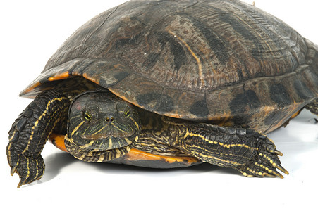 孤立在白色背景上的红耳龟。
