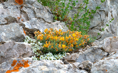 花朵石头摄影照片_生长在石头里的黄色花朵
