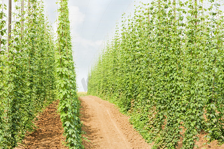 啤酒花花园，捷克共和国