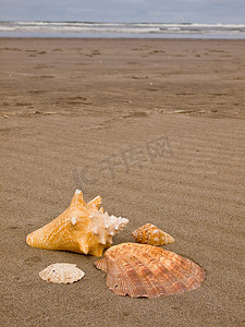 风吹沙滩上的扇贝和海螺壳