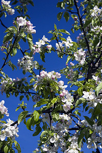 春天盛开的苹果树