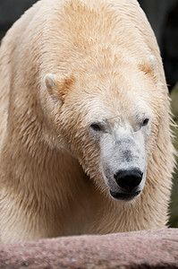 ursus摄影照片_北极熊 (Ursus maritimus) 是一种主要在