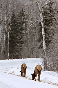 加拿大冬季的麋鹿