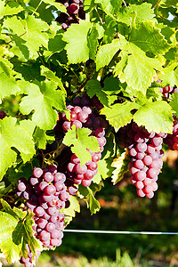 酒业摄影照片_法国阿尔萨斯葡萄园 (gewurztraminer) 中的葡萄树