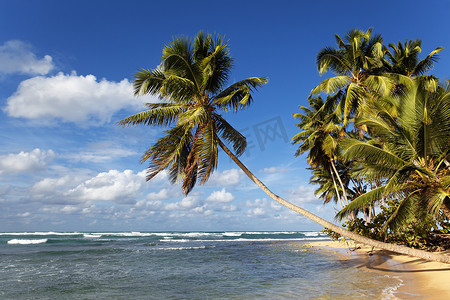 棕榈和海滩