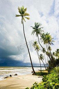 特立尼达椰子湾