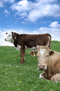 爱尔兰牛在绿草上觅食