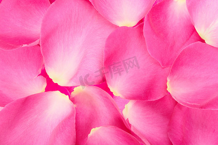 粉红色玫瑰花瓣的抽象背景