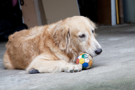狗、金毛猎犬和足球，用悲伤的棕色 e 看