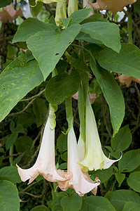 天使的小号 (Brugmansia Versicolor)，格林纳达
