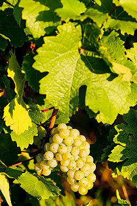 酒业摄影照片_法国阿尔萨斯葡萄园中的葡萄树