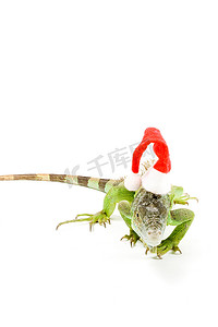 戴着圣诞帽的鬣蜥在白色背景下被隔离