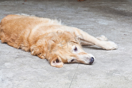 狗，金毛猎犬，用悲伤的棕色眼睛看着